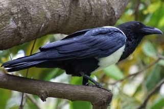 Corvus albus - Schildrabe